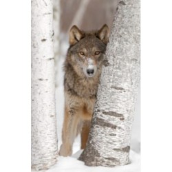 Loup 60X90 cm Dibond sans...