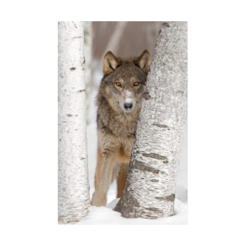 Loup 60X90 cm Dibond sans encadrement