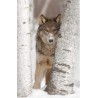 Loup 60X90 cm Dibond sans encadrement