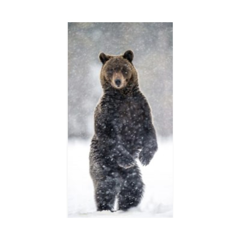 Whispering Winter 120X60 CM Dibond avec encadrement caisse DKP inox et bois