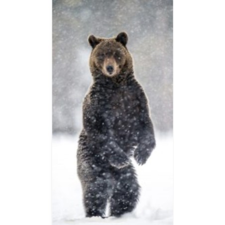 Whispering Winter 120X60 CM Dibond avec encadrement caisse DKP inox et bois